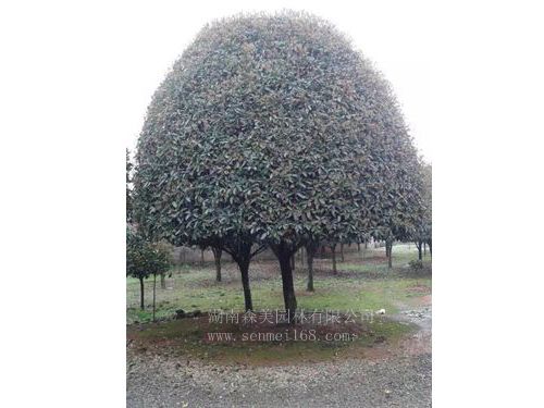 桂花5